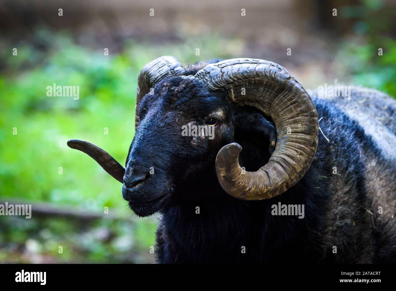 Black Ram head, Ovis aries Stock Photo - Alamy