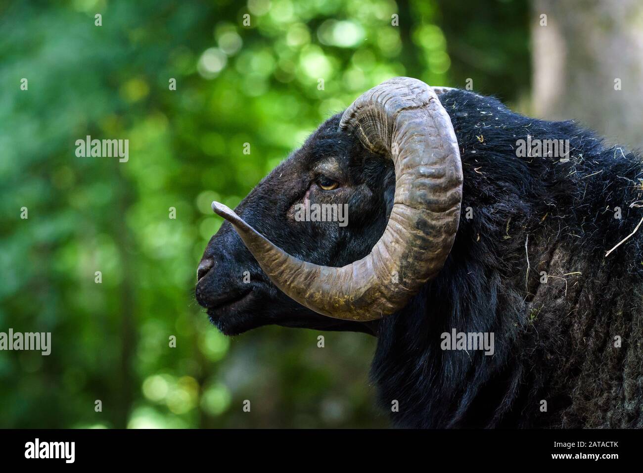 black ram
