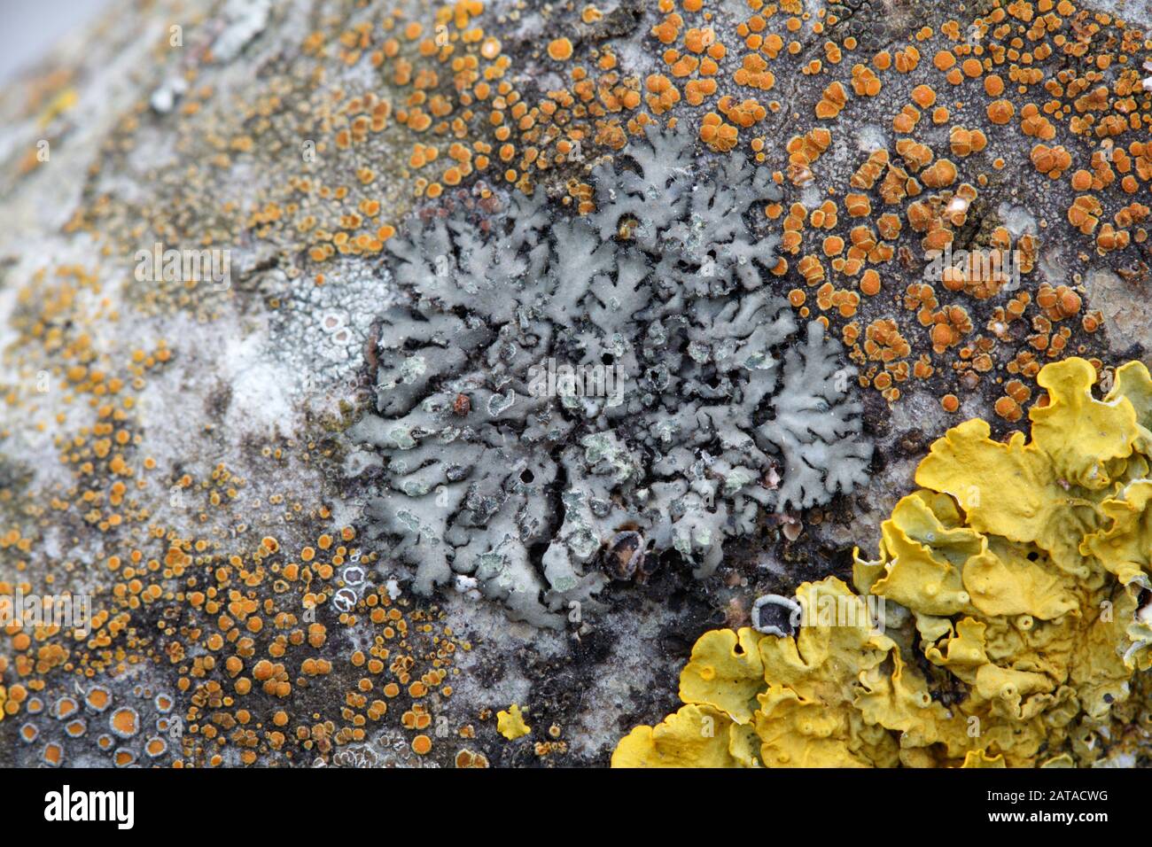 Phaeophyscia orbicularis Mealy Shadow Lichen / lichenized fungi in Central Slovakia, Europe Stock Photo