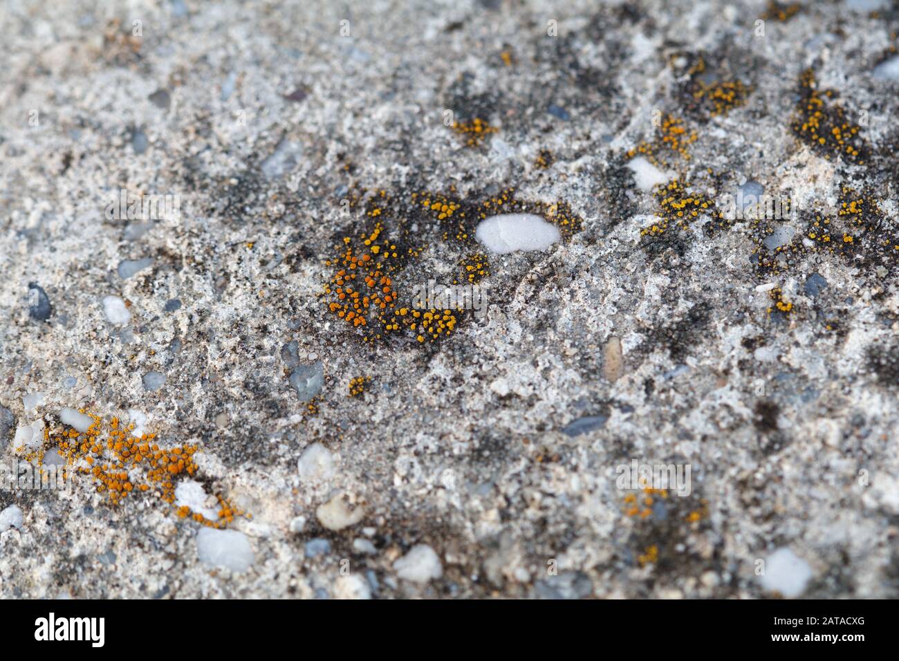 Candelariella aurella Hidden Goldspeck Lichen Stock Photo