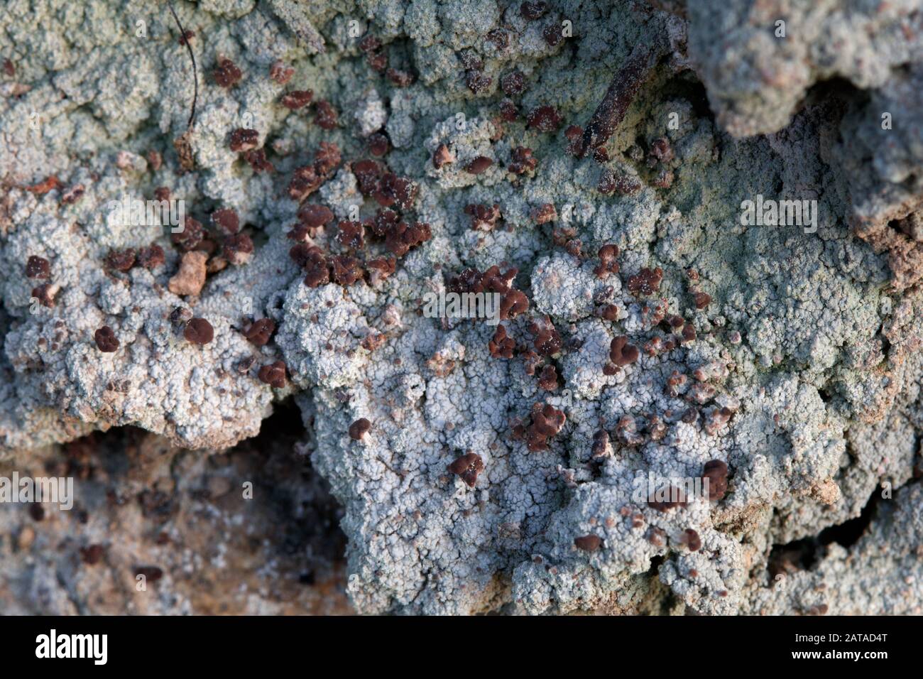 Baeomyces rufus Brown Beret Lichen Stock Photo