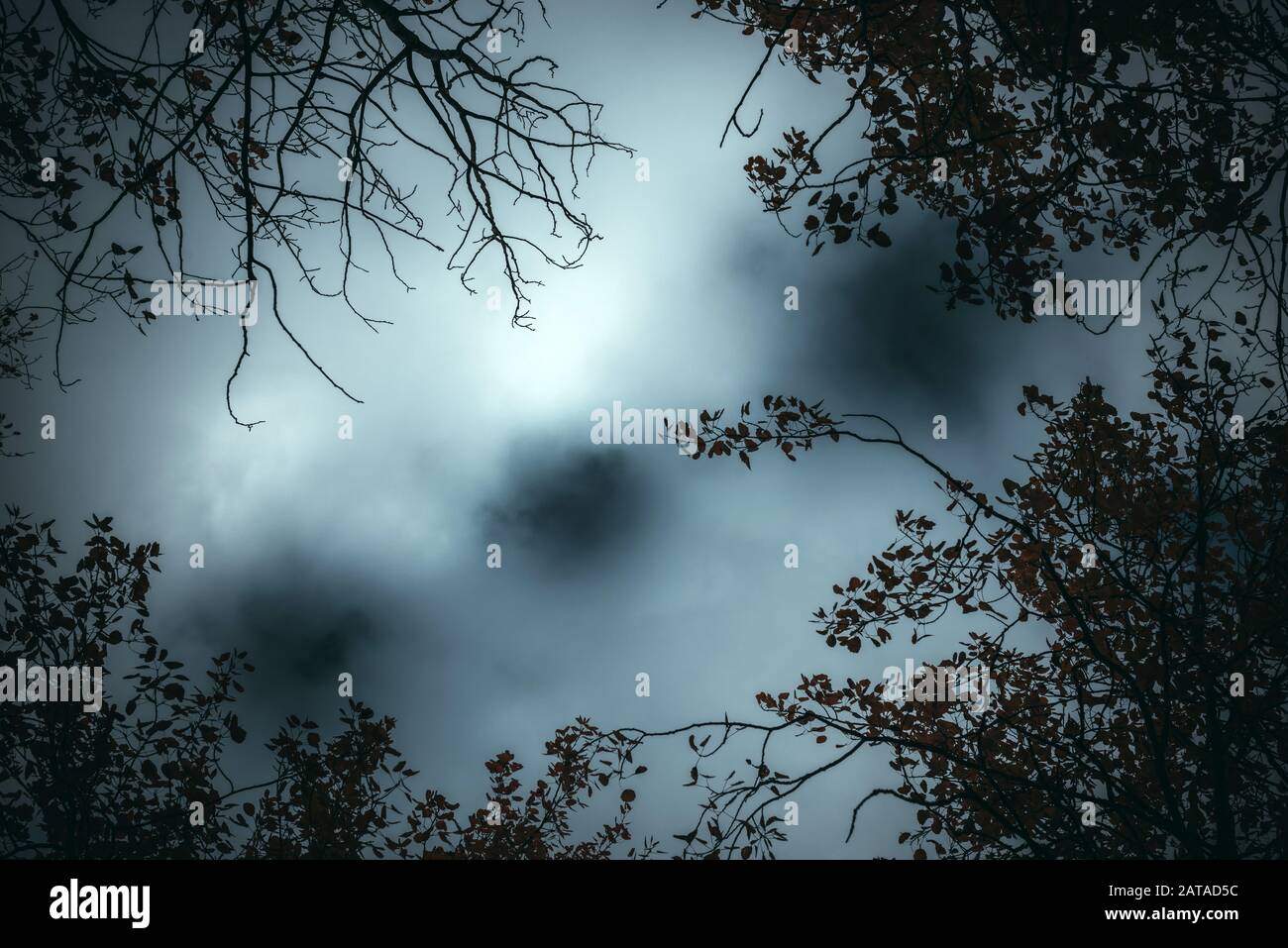 Background of dark sky. Dark sky. Ominous night. Forest nature background. Fog. Mist. Stock Photo