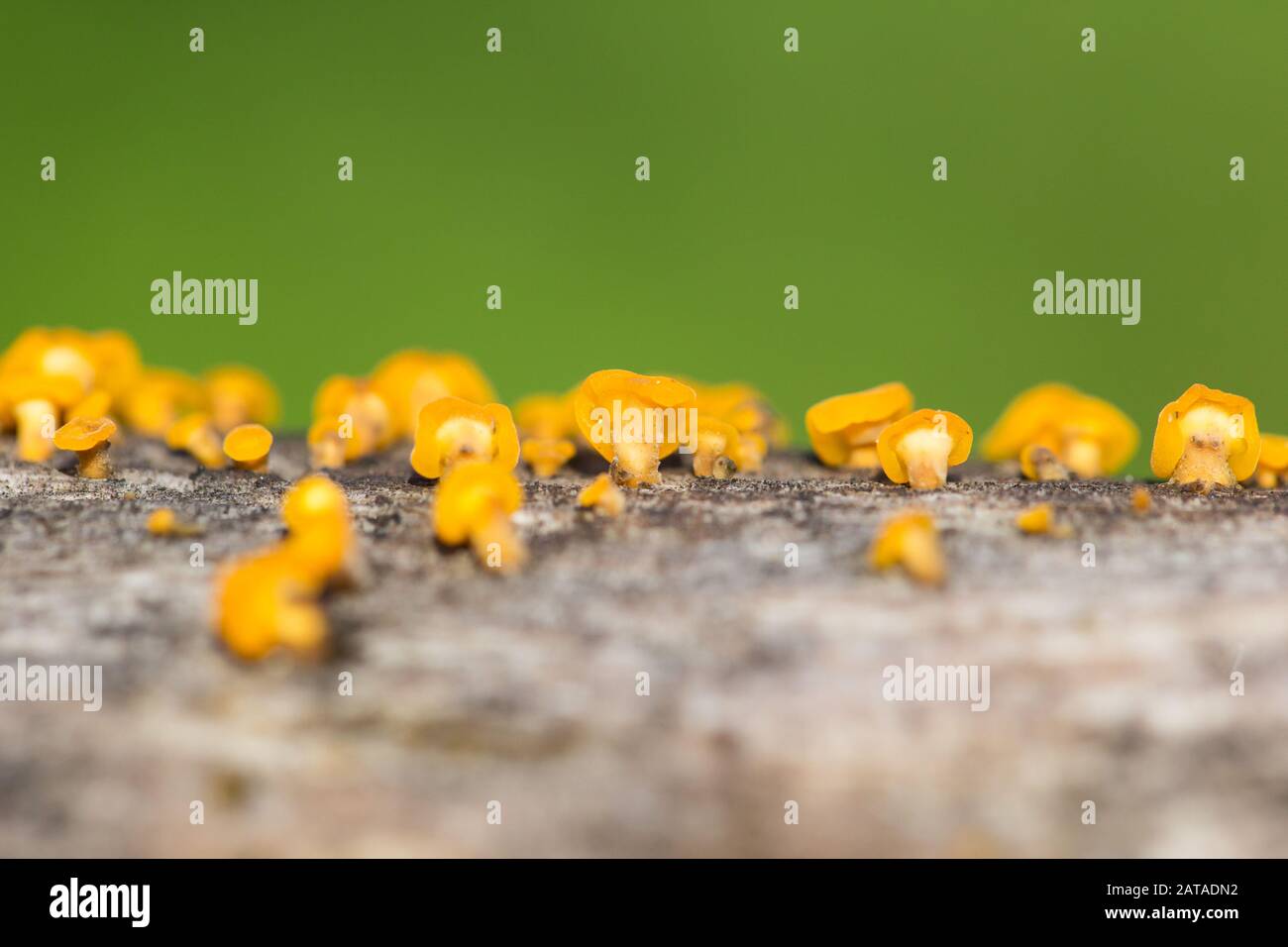 Jelly fungi (Ditiola radicata) Stock Photo