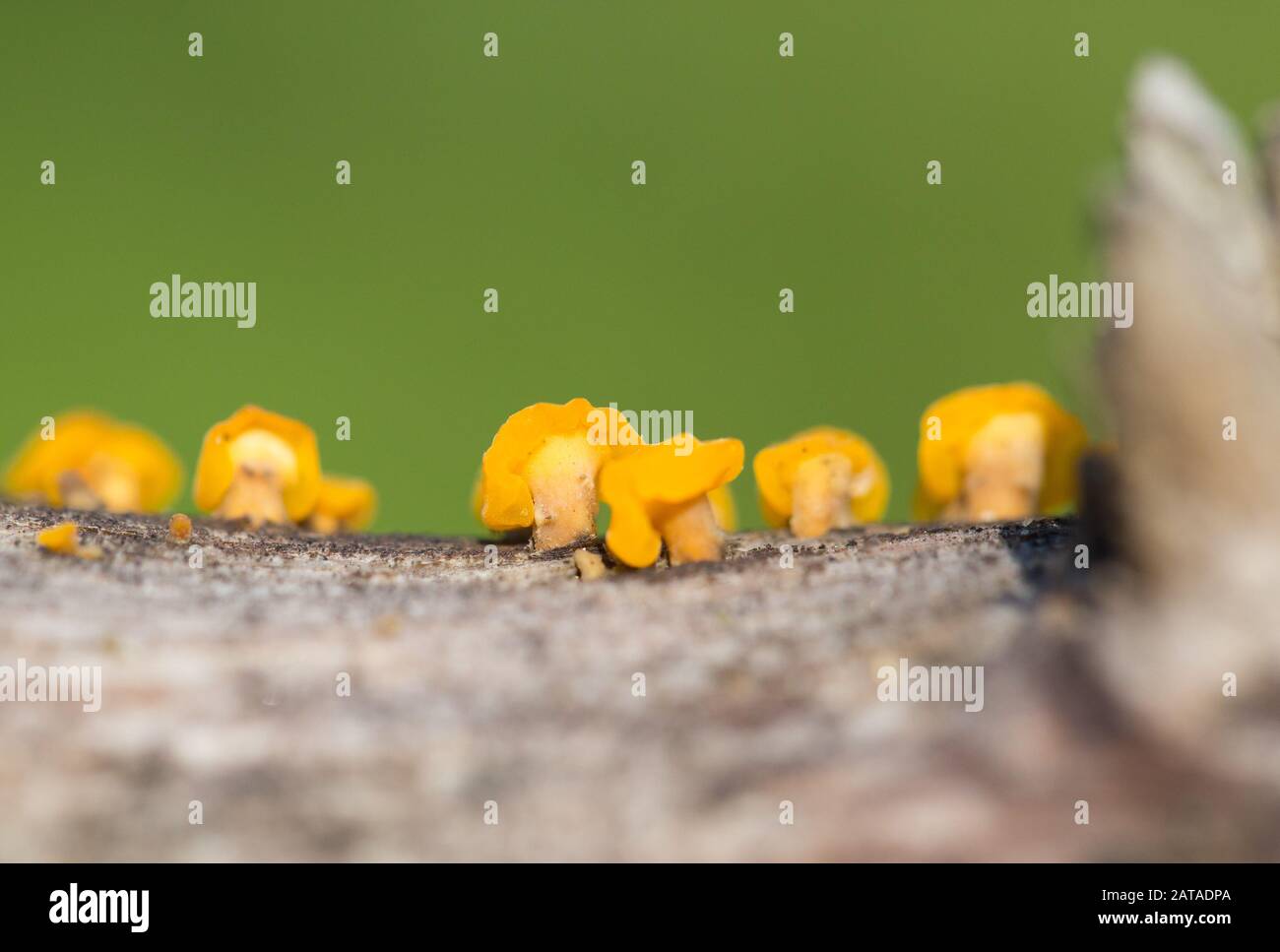 Jelly fungi (Ditiola radicata) Stock Photo