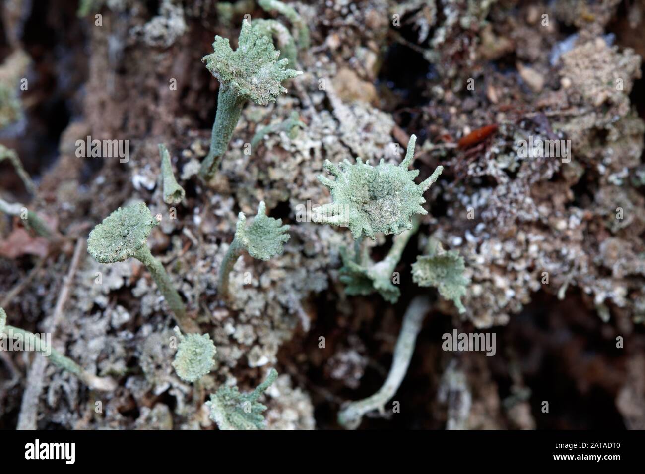 Cladonia fimbriata Trumpet Lichen Stock Photo
