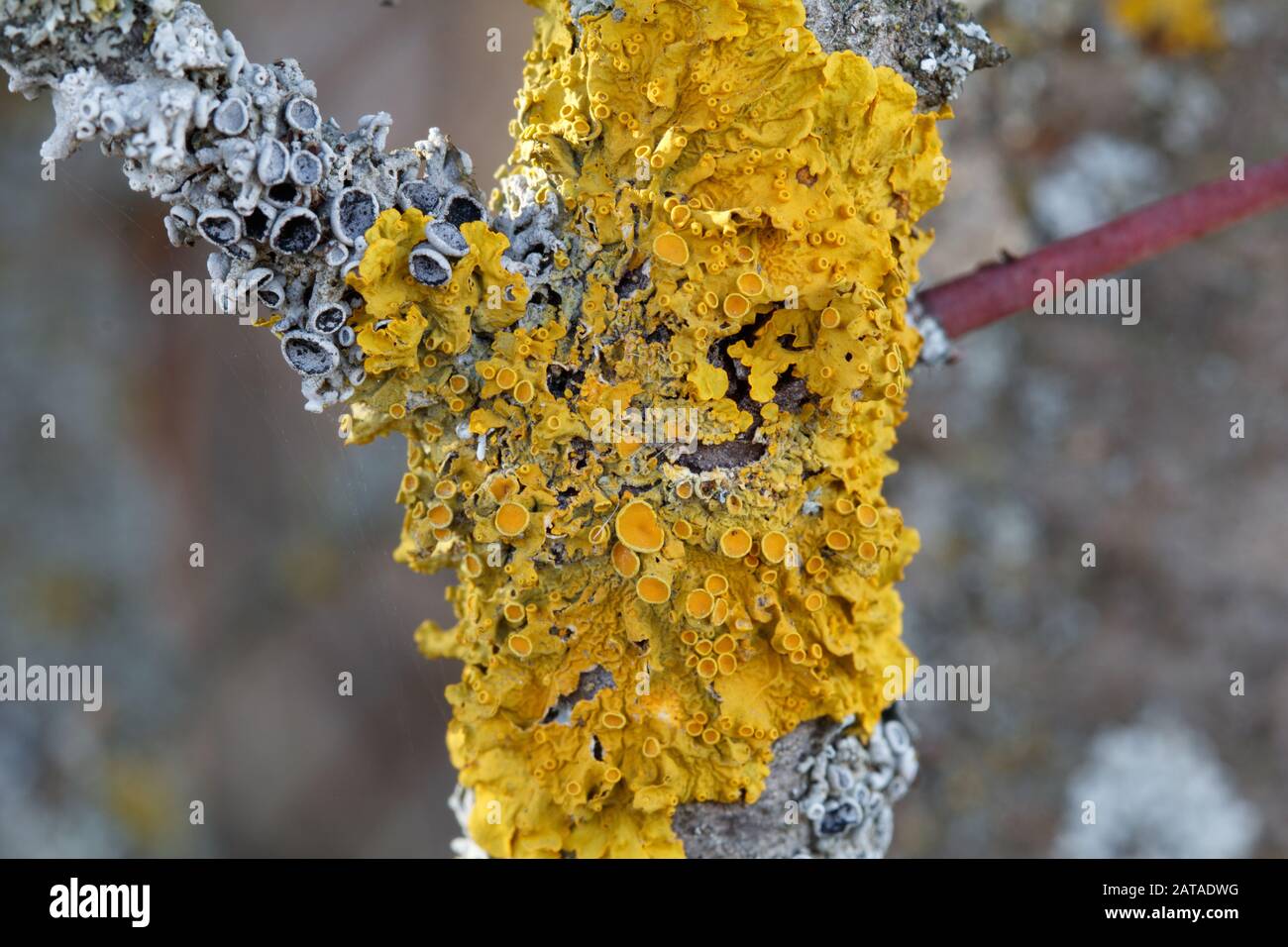 Xanthoria parietina Common Sunburst Lichen in Central Slovakia, Europe Stock Photo