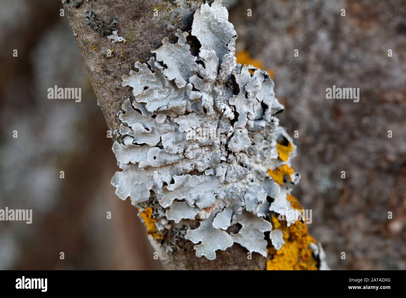 Parmelia sulcata Shield Lichen Stock Photo
