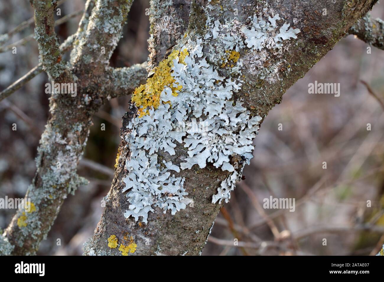 Parmelia sulcata Shield Lichen Stock Photo
