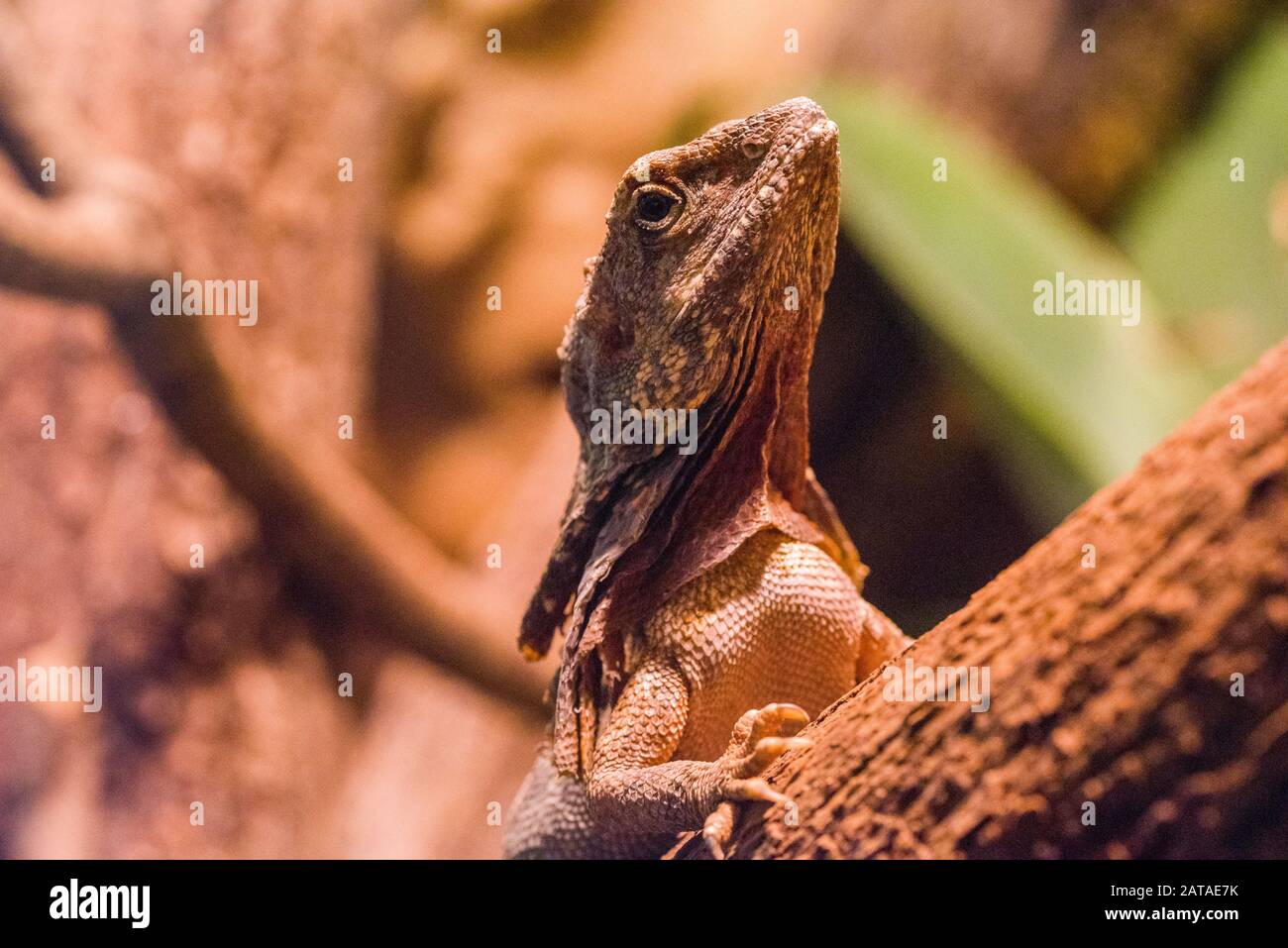 Wild Lizard In The Desert Sand. Bearded Dragon Chameleon Lizard In A