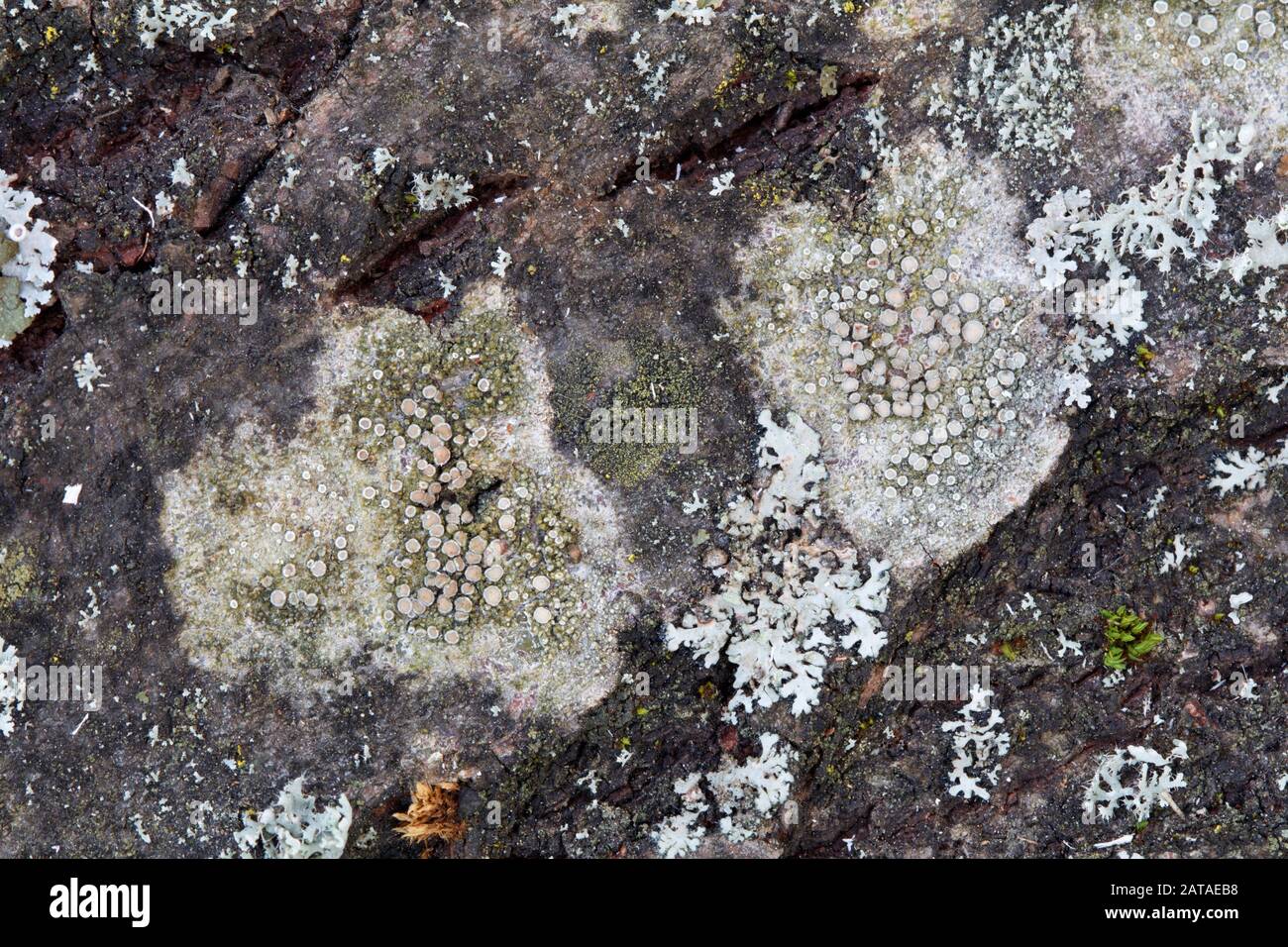Genus Lecanora Rim Lichens Stock Photo