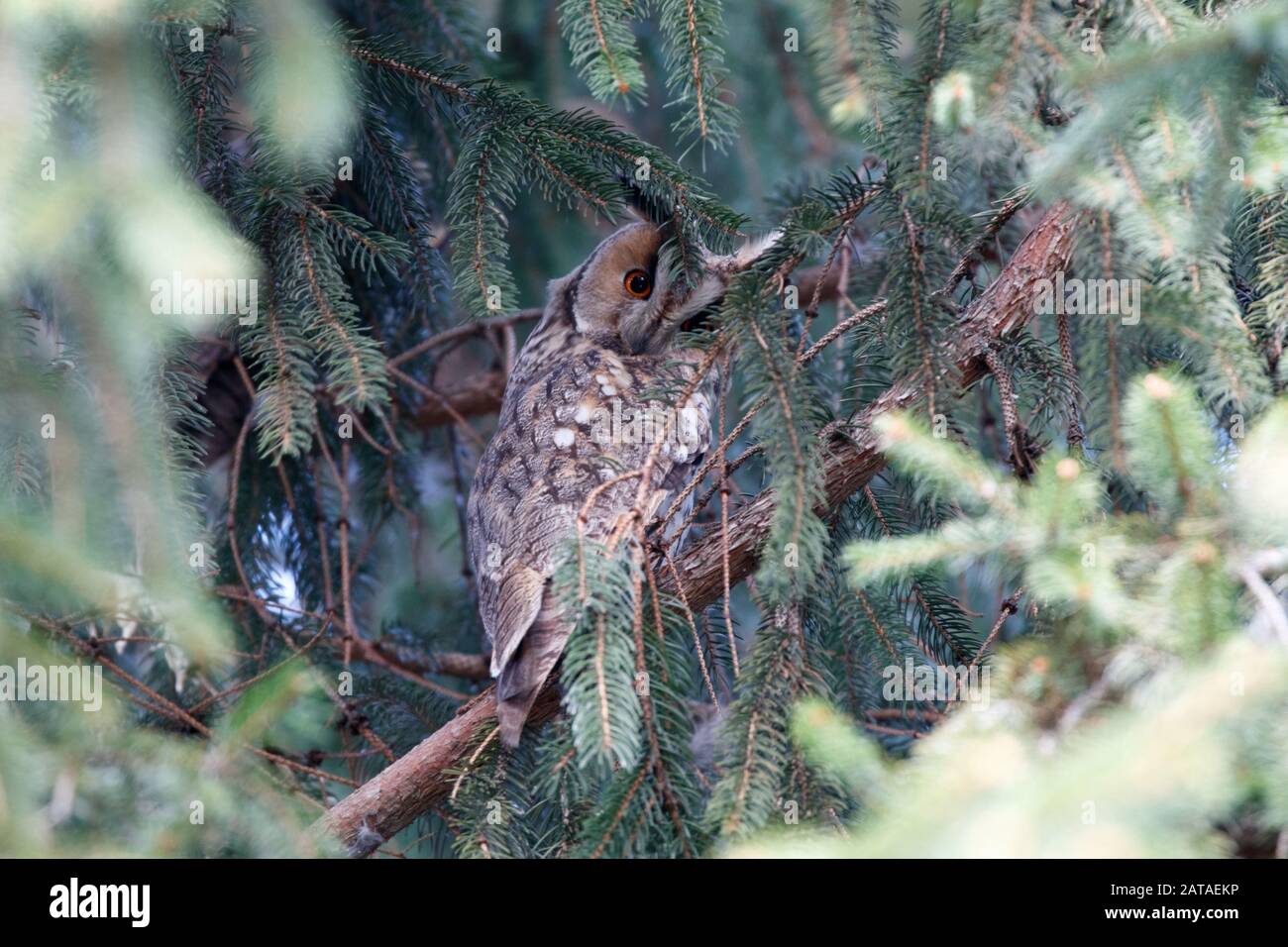 Long-eared owl Asio otus, two wintering birds in spruce Stock Photo