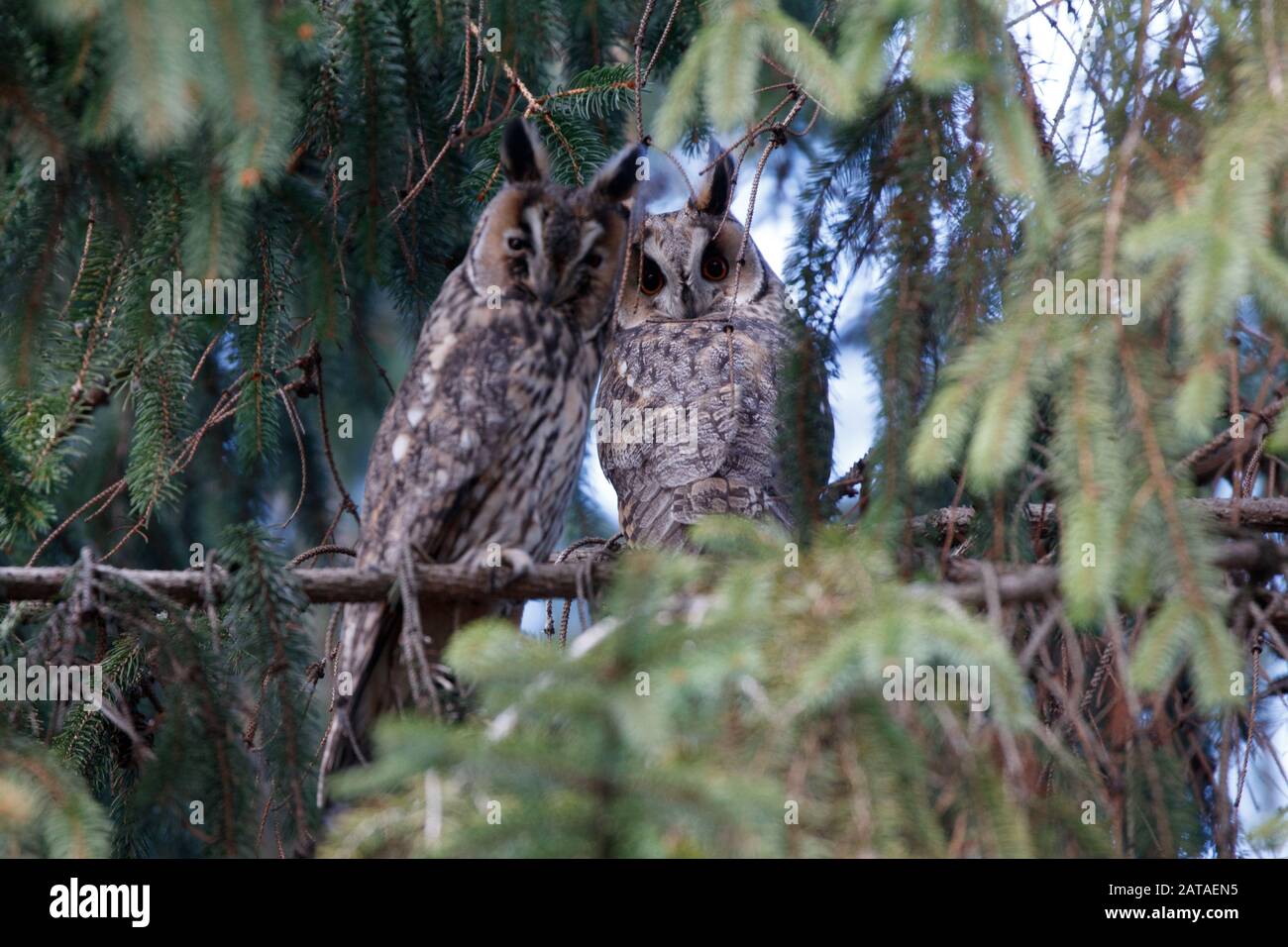 Long-eared owl Asio otus, two wintering birds in spruce Stock Photo