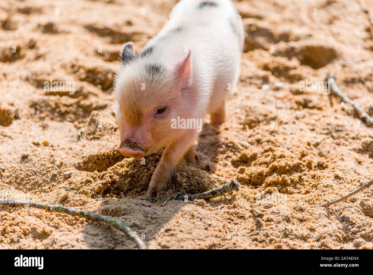 Cute Little Pig playing in the backyard. Baby pig Stock Photo