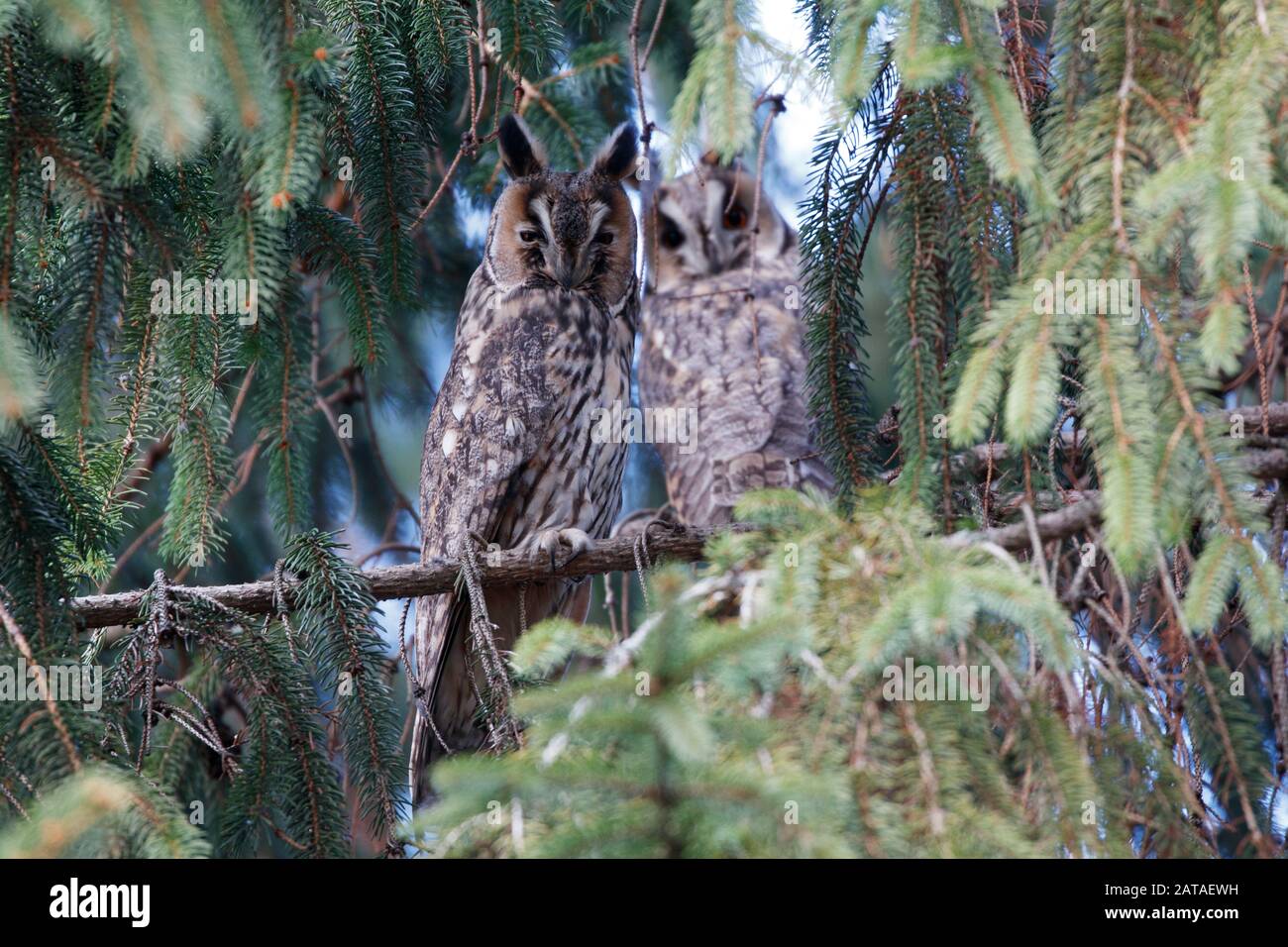 Long-eared owl Asio otus, two wintering birds in spruce Stock Photo