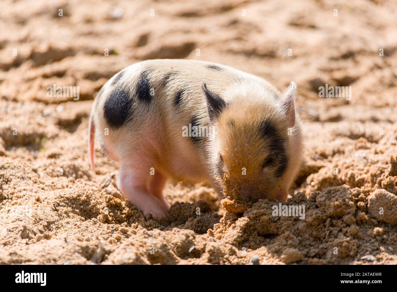 Cute Little Pig playing in the backyard. Baby pig Stock Photo