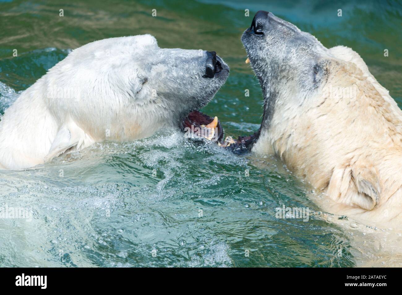 Big Polar Bear Is Swimming In The Water. Ursus Maritimus. Animals In Wildlife. Stock Photo