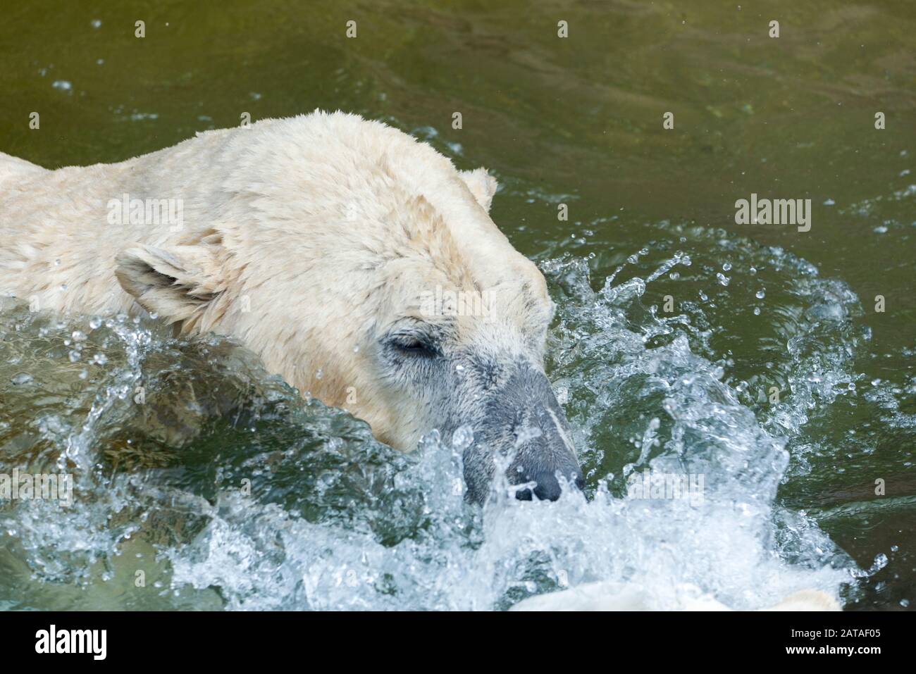 Big Polar Bear Is Swimming In The Water. Ursus Maritimus. Animals In Wildlife. Stock Photo