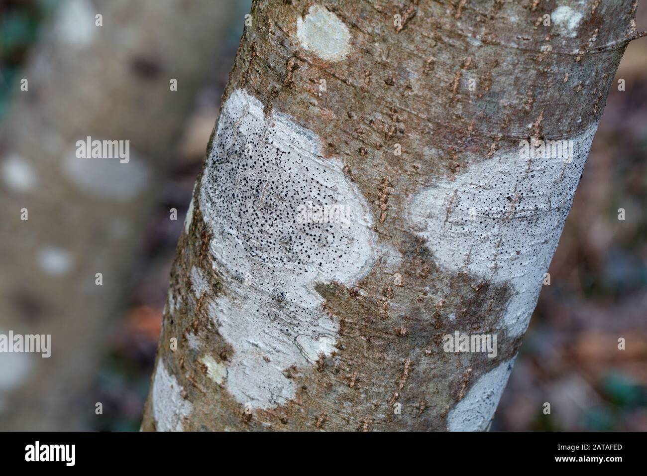 Epiphytic lichens on a tree trunk in Central Slovakia, Europe Stock Photo