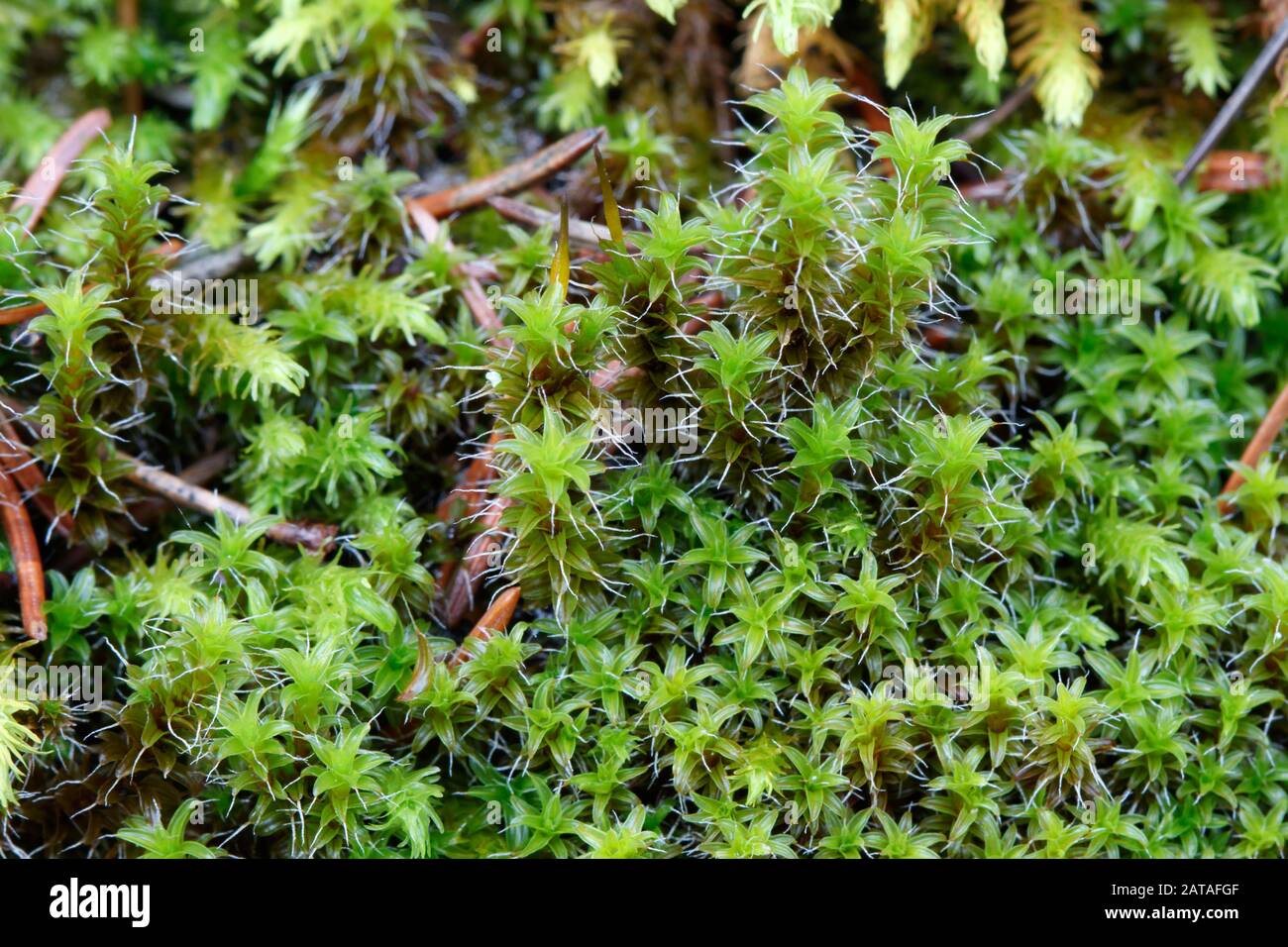 moss in Central Slovakia, Europe Stock Photo