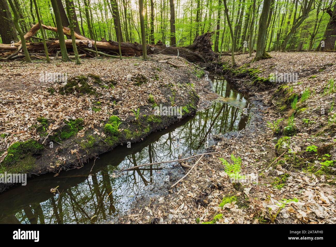 Stream with greenery hi-res stock photography and images - Alamy