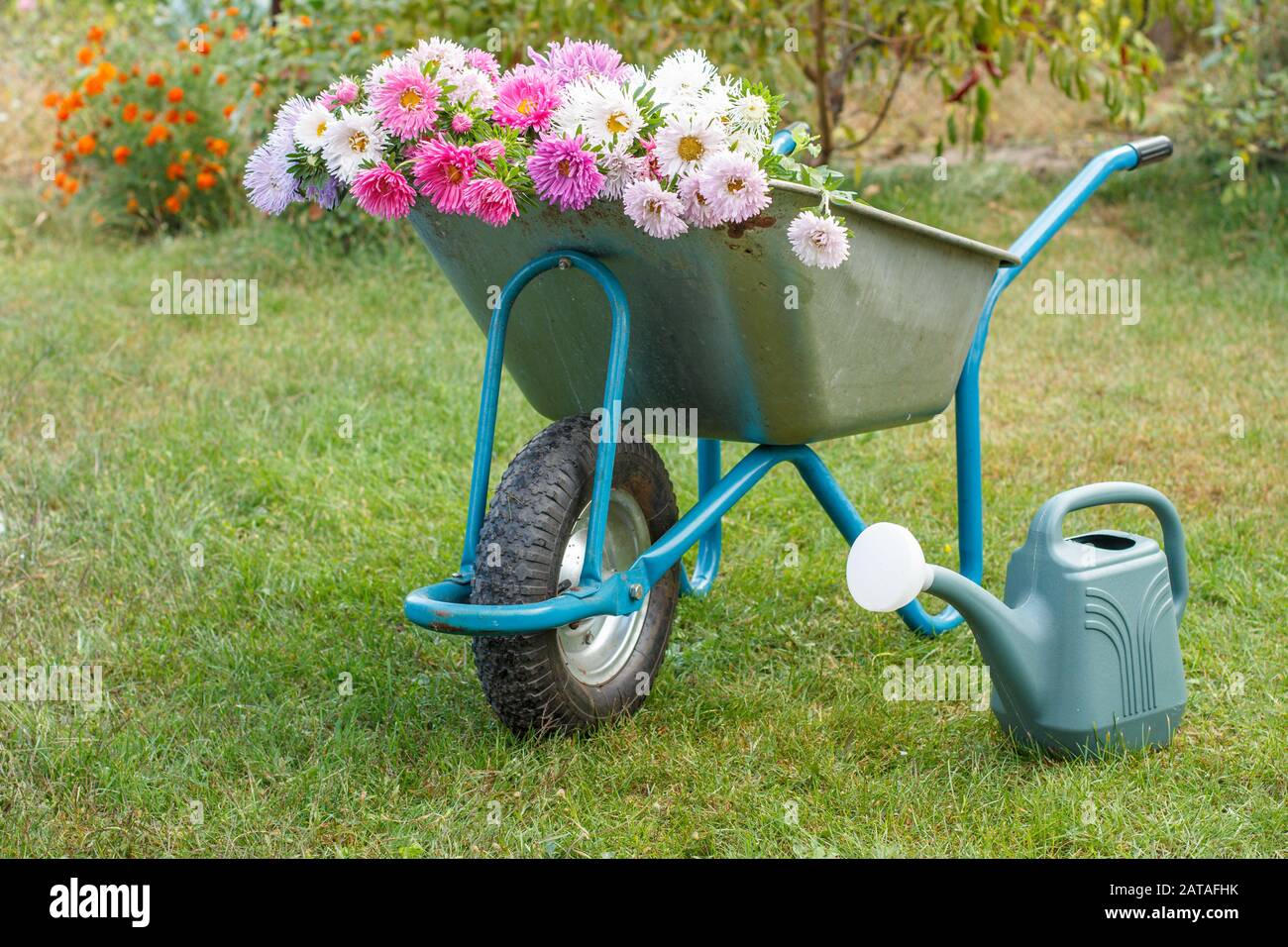 Morning after work in summer garden. Wheelbarrow with flowers, watering can on green grass. Stock Photo