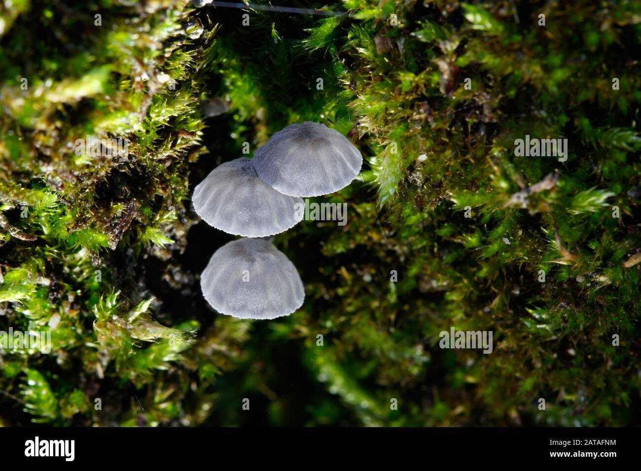 Small fungus in mosses Stock Photo