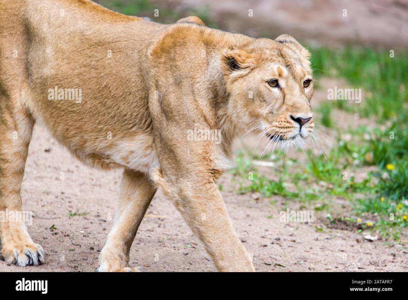Female Lion, Panthera Leo, Lionesse Portrait. Image Of A Female African ...