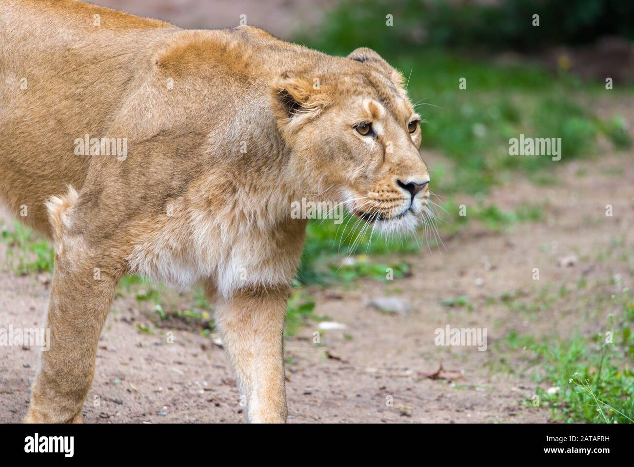 Female Lion, Panthera Leo, Lionesse Portrait. Image Of A Female African ...