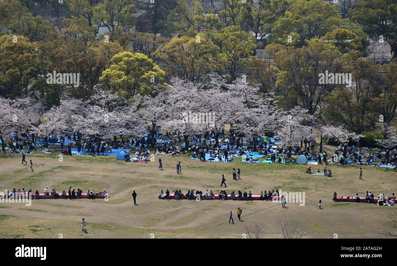It's a Japanese tradition to have breakfast under the cherry trees in bloom Stock Photo