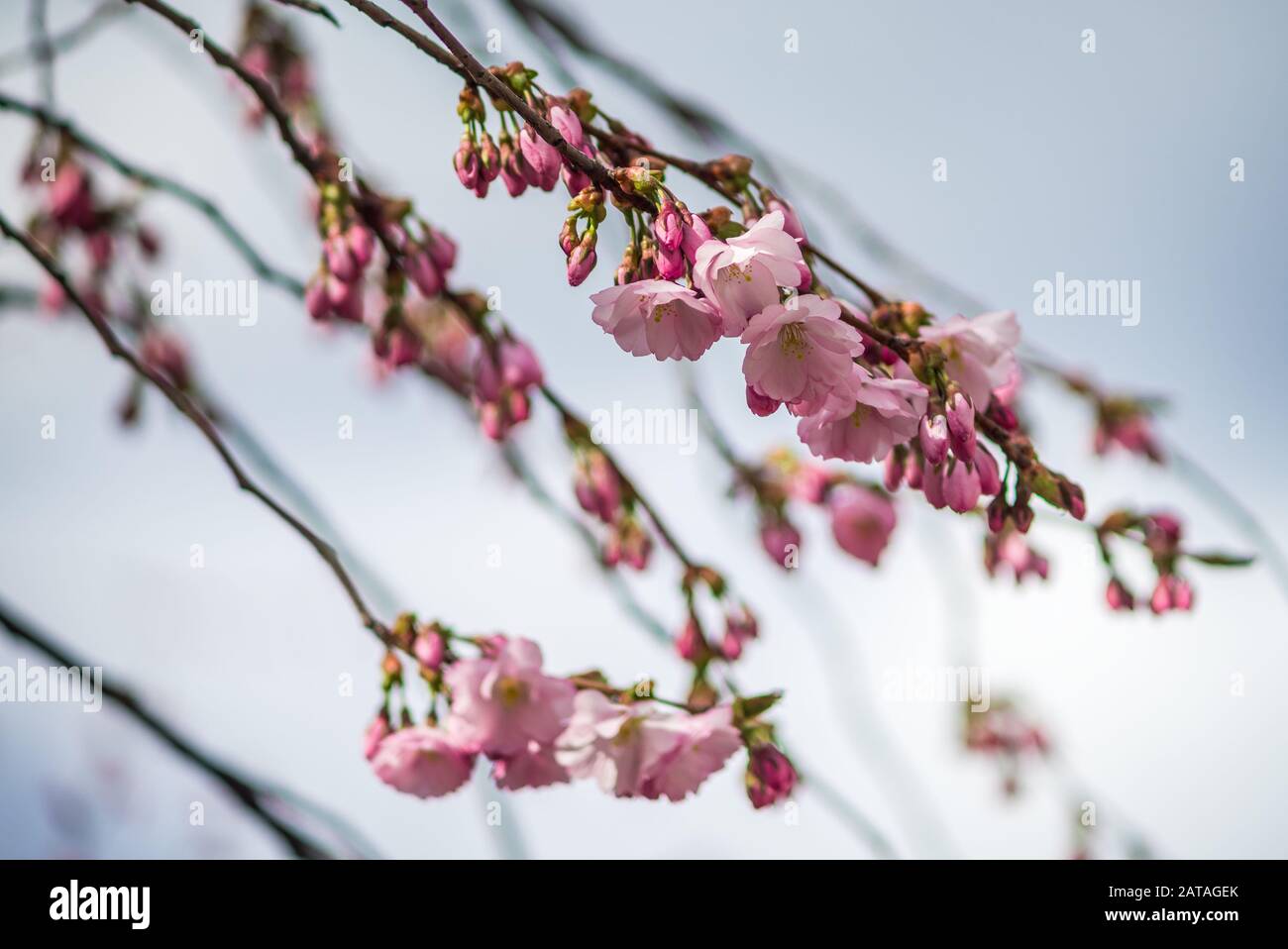 Blooming pink cherry branches on a background of gray sky Stock Photo