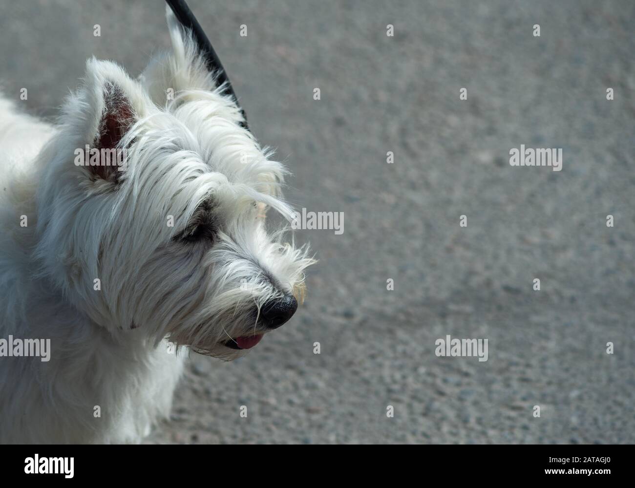 west highland terrier puppy so sale in midlands