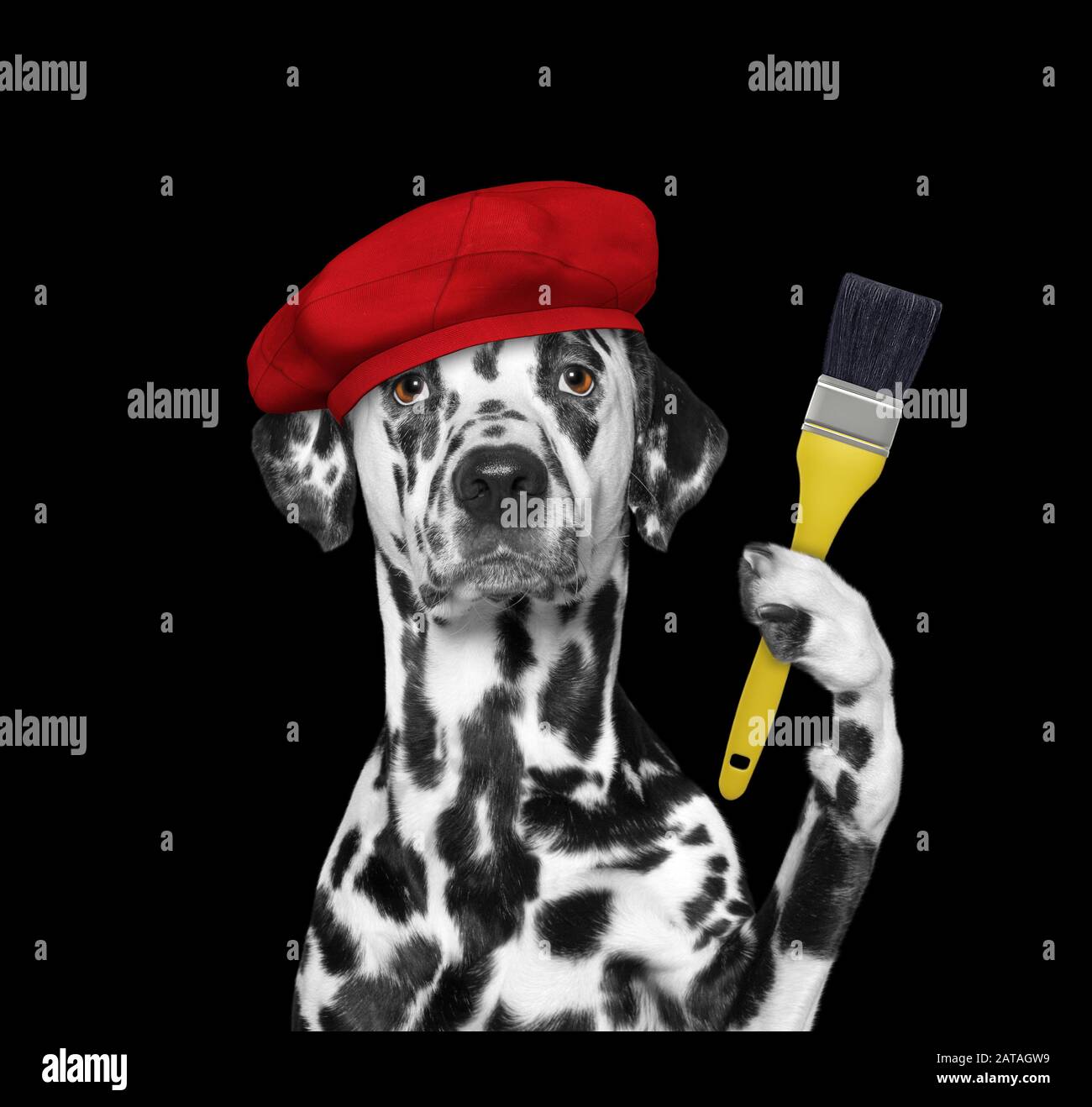 Dalmatian dog as a painter with a brush. Isolated on black Stock Photo