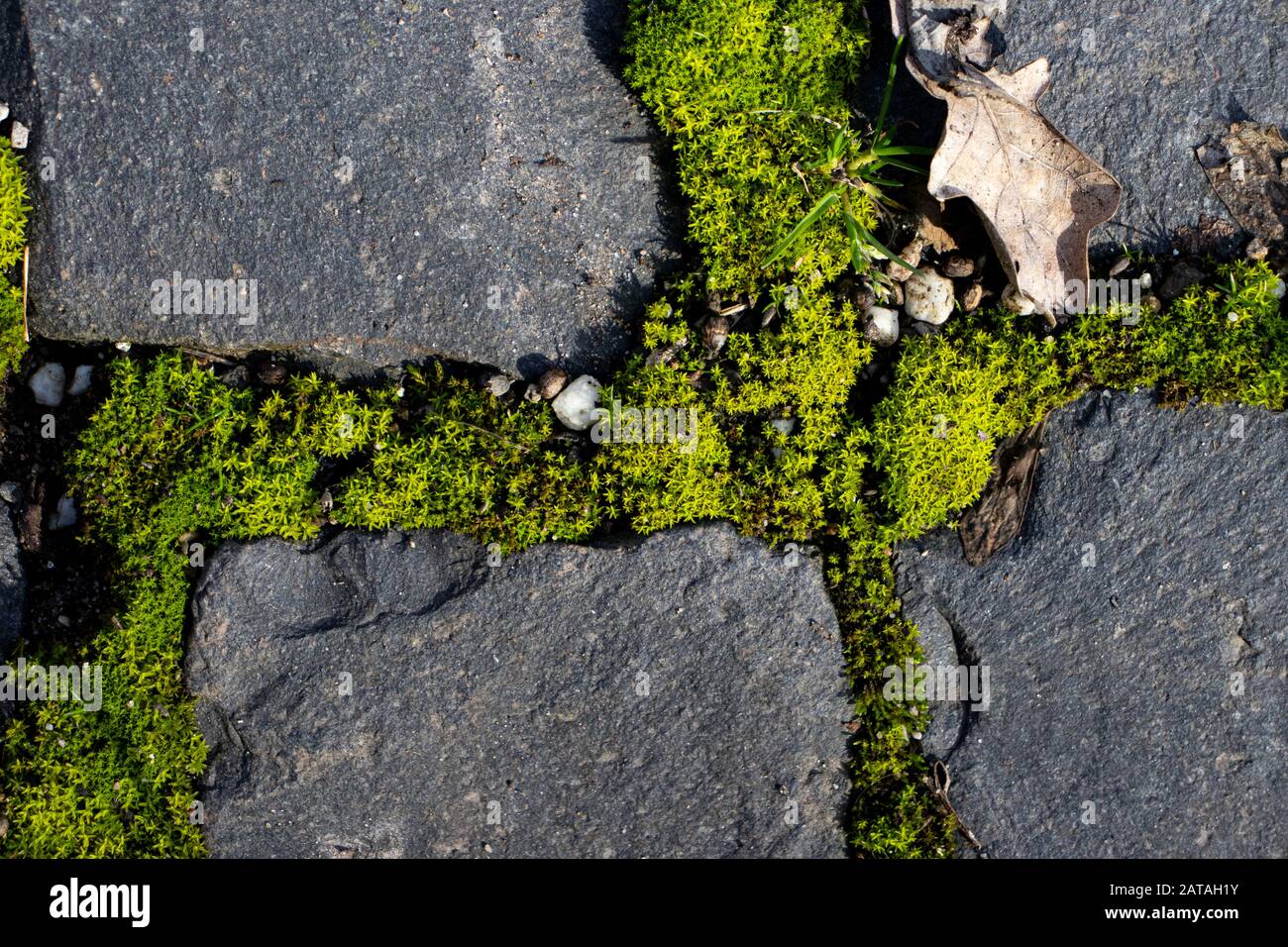 Moss between cobble Stock Photo