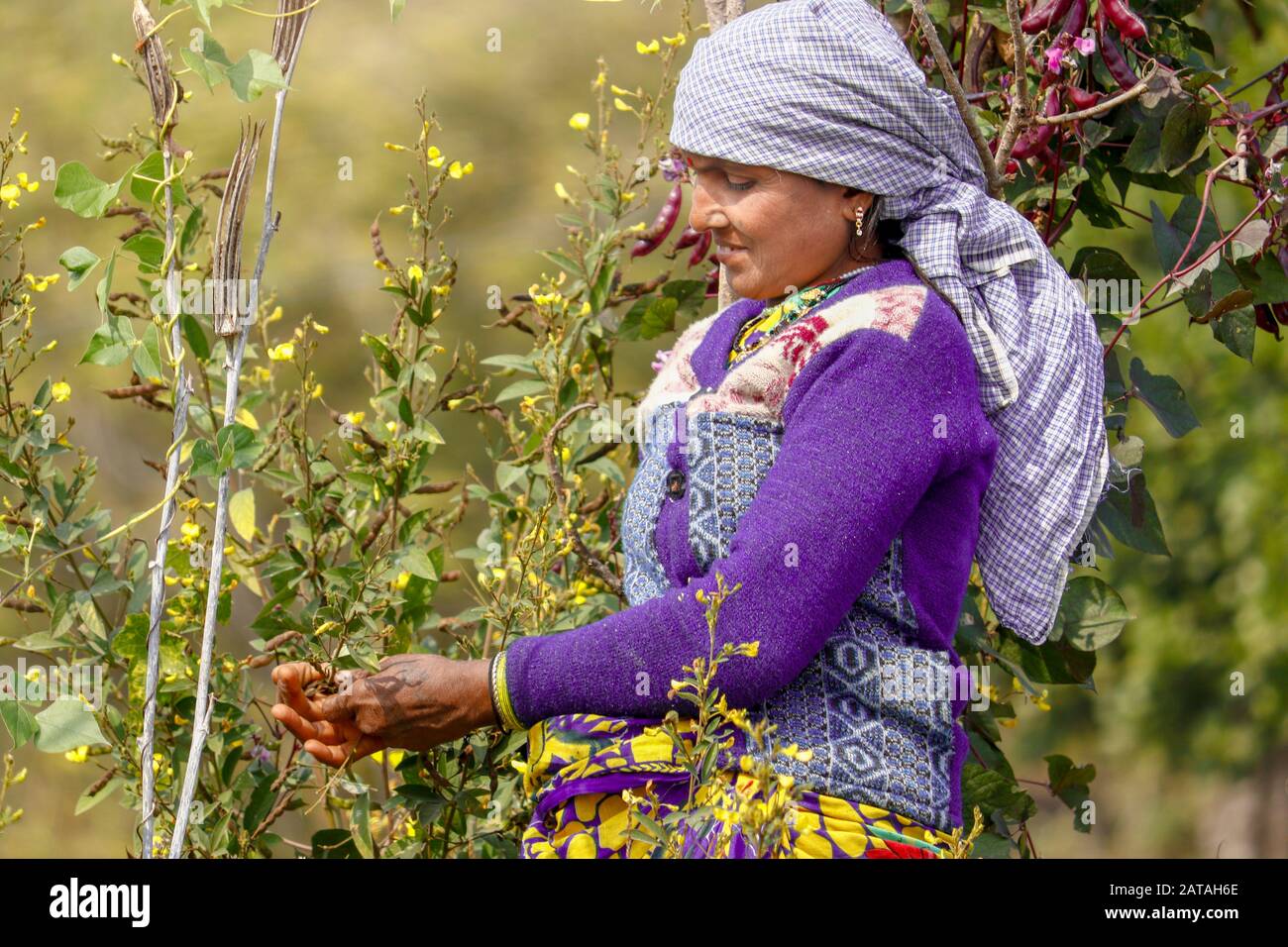 Mawai India Jan 28. 2020 : rural woman harvesting pigeon pea in garden. Stock Photo