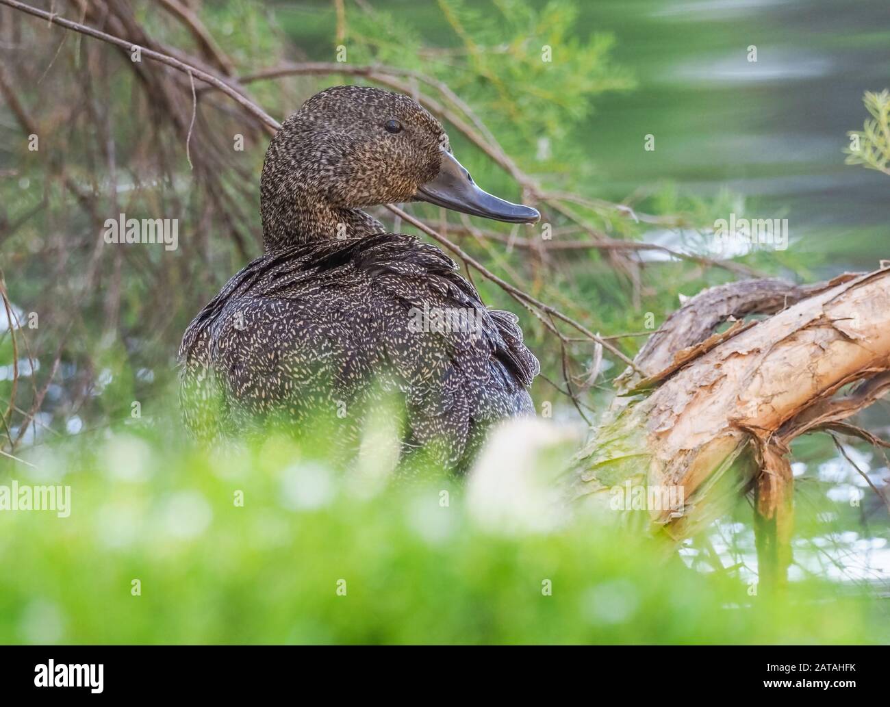 Portrait of a rare and endangered Freckled Duck at Herdsman Lake in Perth, Western Australia. Stock Photo