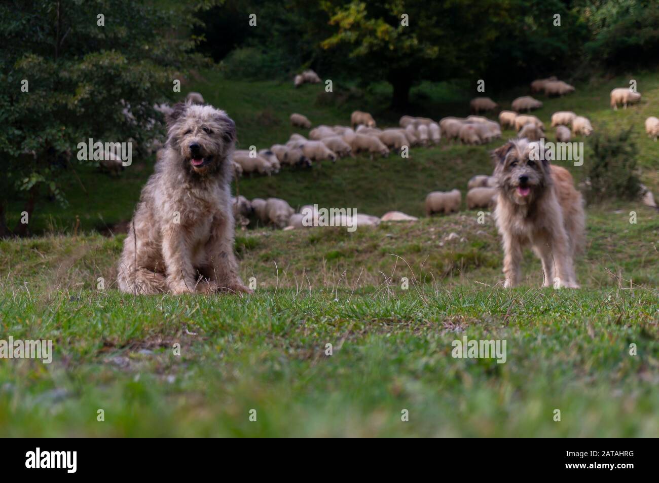 Sheep dogs guard in Carpathian Mountains. Shepherd dog with sheep on a green field Stock Photo