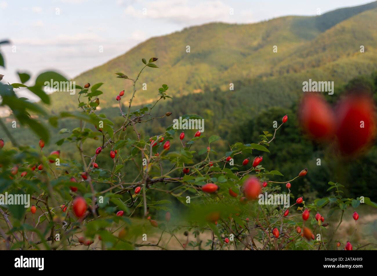 Rose hip fruit in alpine landscape. Fruits of the wrinkled rose (lat. Rosa rugosa) Stock Photo