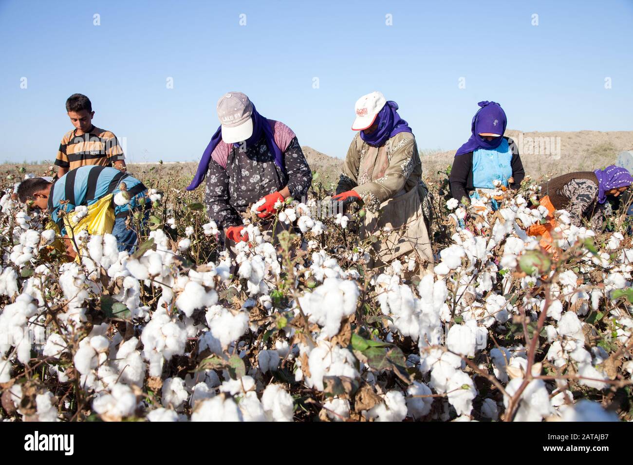 Cotton turkey deals