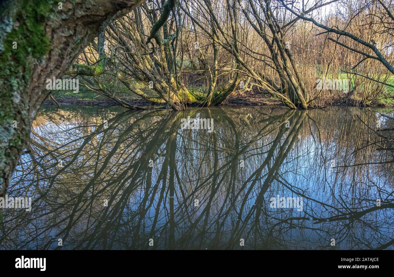 Reflections in a woodland pond in winter Stock Photo