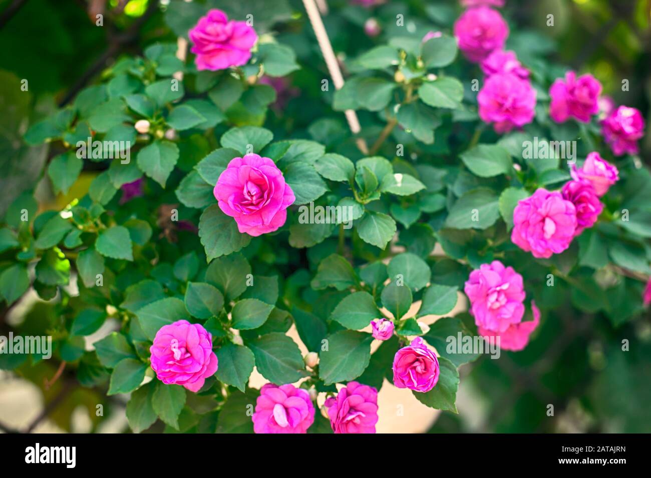 Pink Begonia flowering in flower pot outdoors. Close-up. Stock Photo