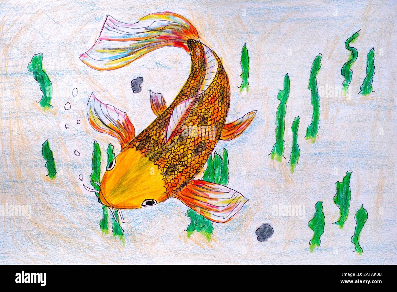 Painting Of Koi Fish Drawing In Colour Pencils - GranNino