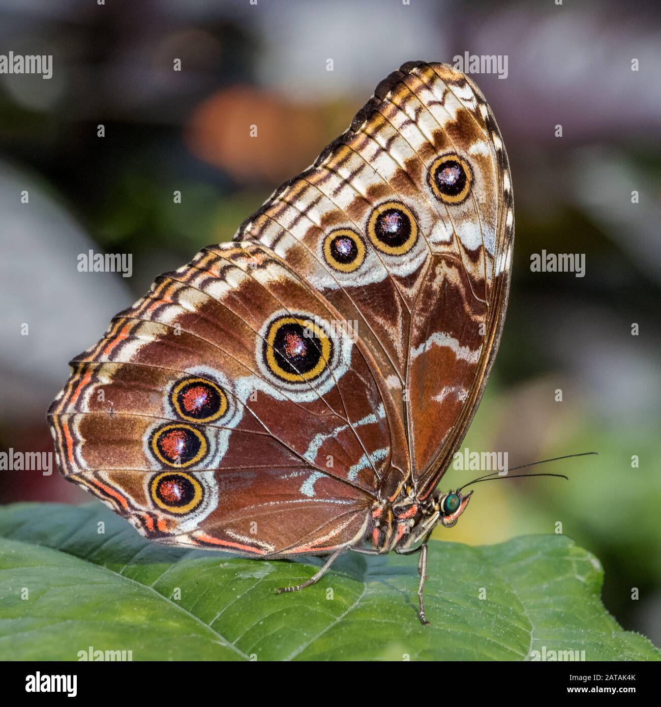 Close up of blue morpho butterfly beautiful underwings pattern Stock Photo