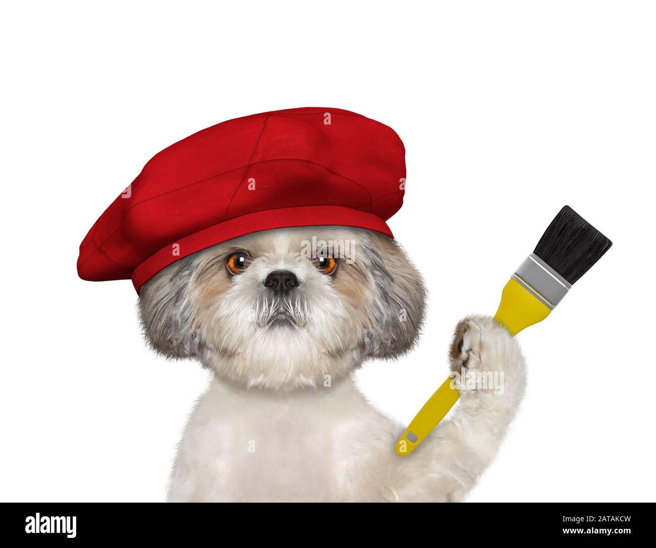 Shitzu dog as a painter with a brush. Isolated on white Stock Photo