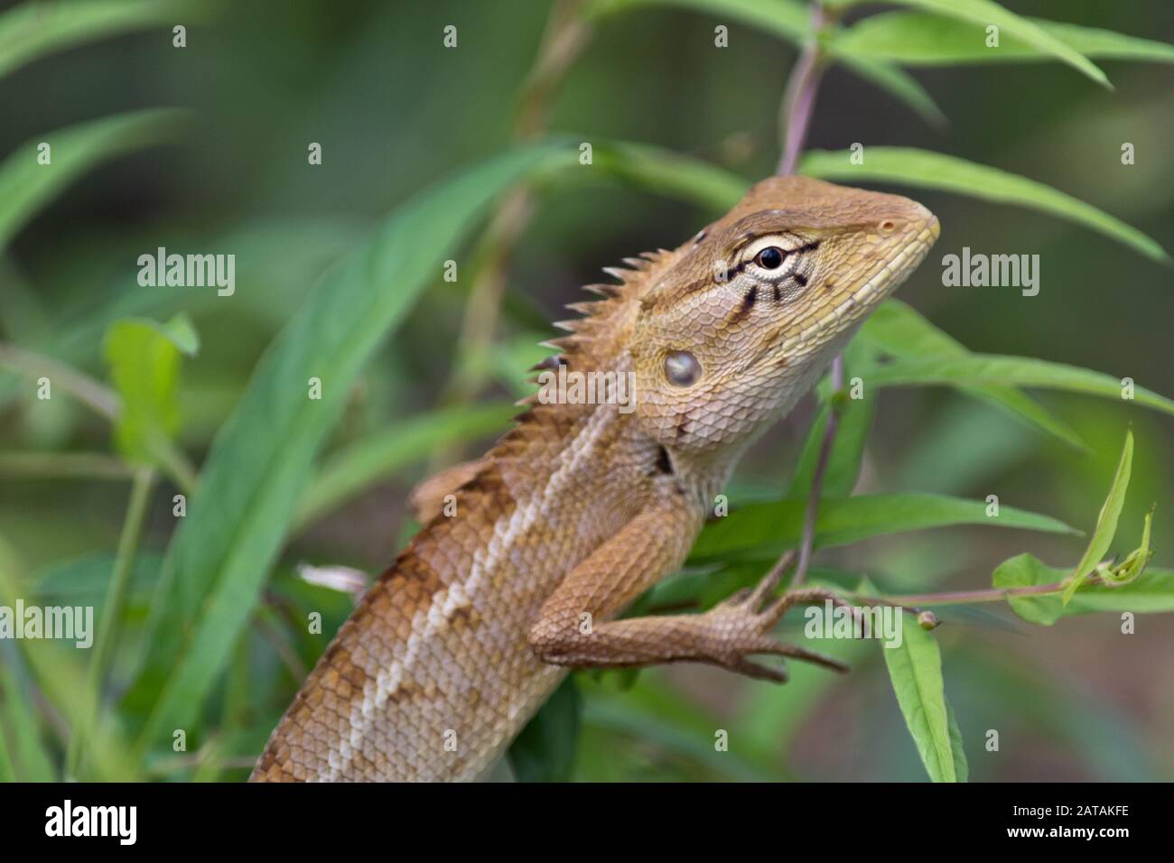 Oriental garden lizard / changeable lizard (Calotes versicolor, Agamidae) climbing plant in rainforest at Koh Phangan, Thailand, Asia Stock Photo - Alamy Oriental garden lizard / changeable lizard (Calotes versicolor, Agamidae) climbing plant in rainforest at Koh Phangan, Thailand, Asia Stock Photo - Alamy