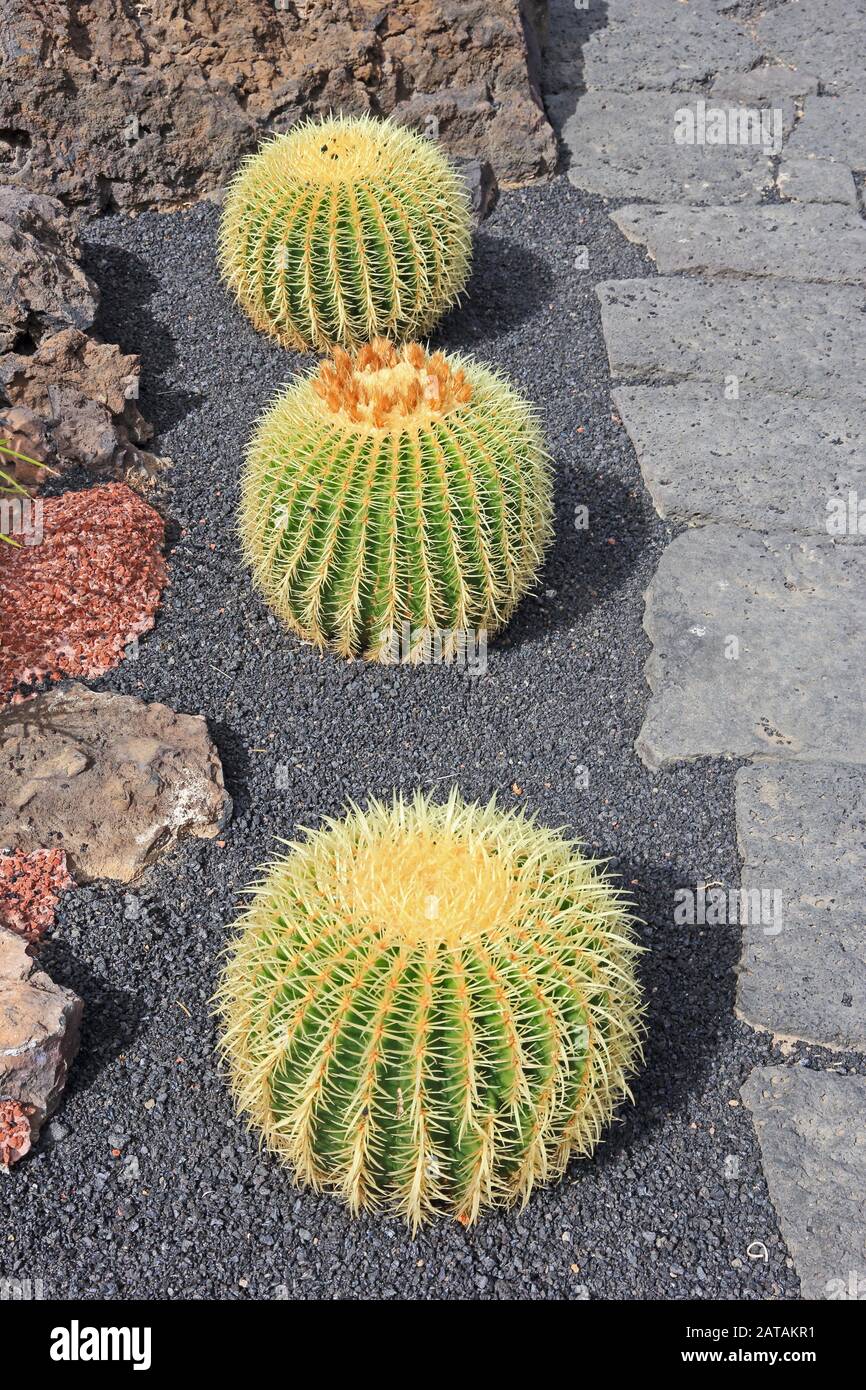 Three Barrel Cactus, echinocactus grusoni, Jardin de Cactus, Lanzarote Stock Photo