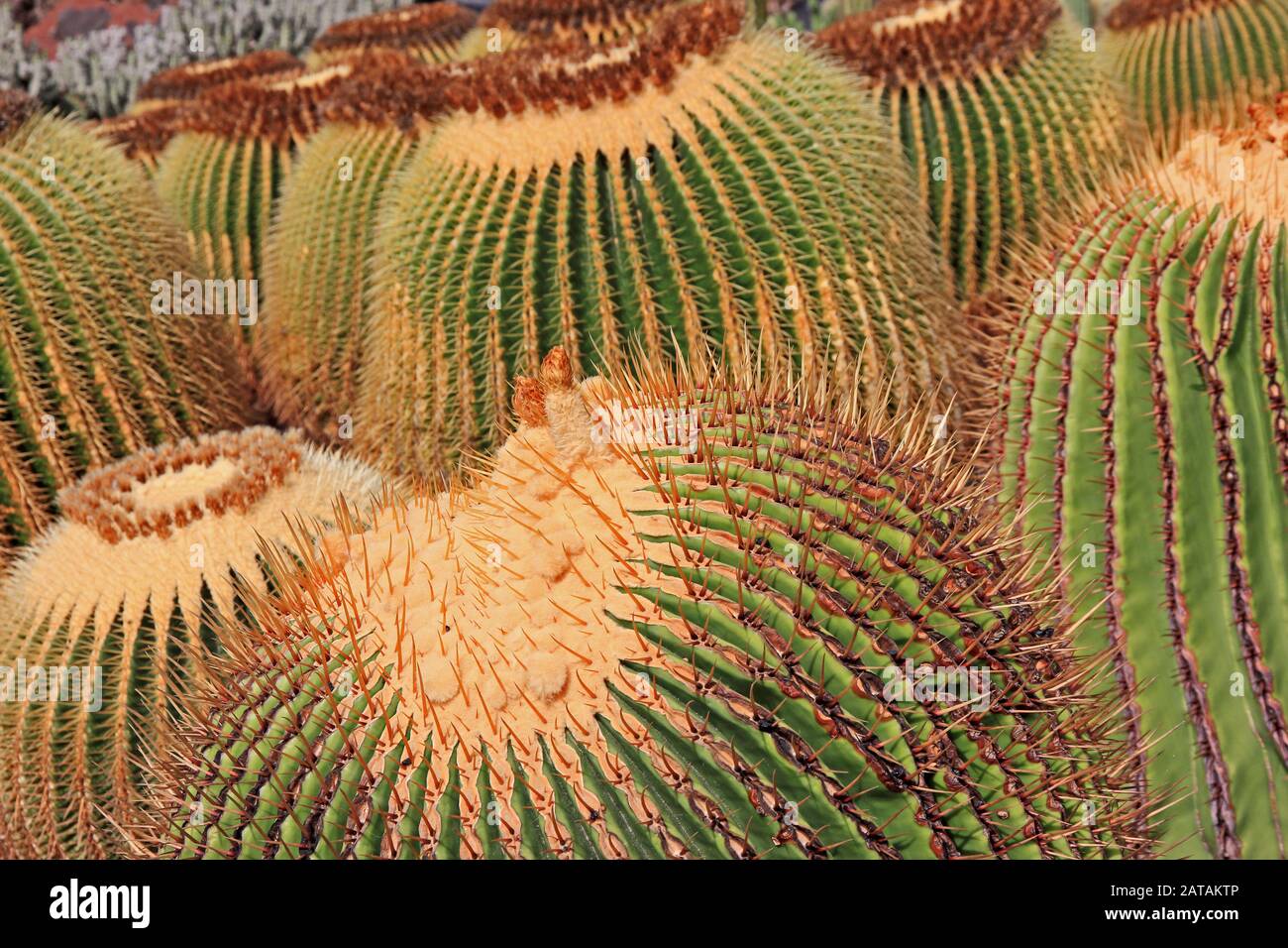 Barrel Cactus, echinocactus grusoni, Jardin de Cactus, Lanzarote Stock Photo