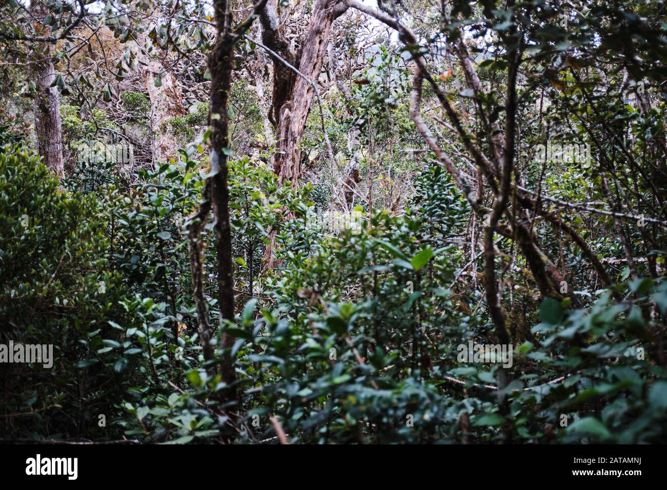 Lush vegetation in Hortons Plains national park, Sri Lanka Stock Photo