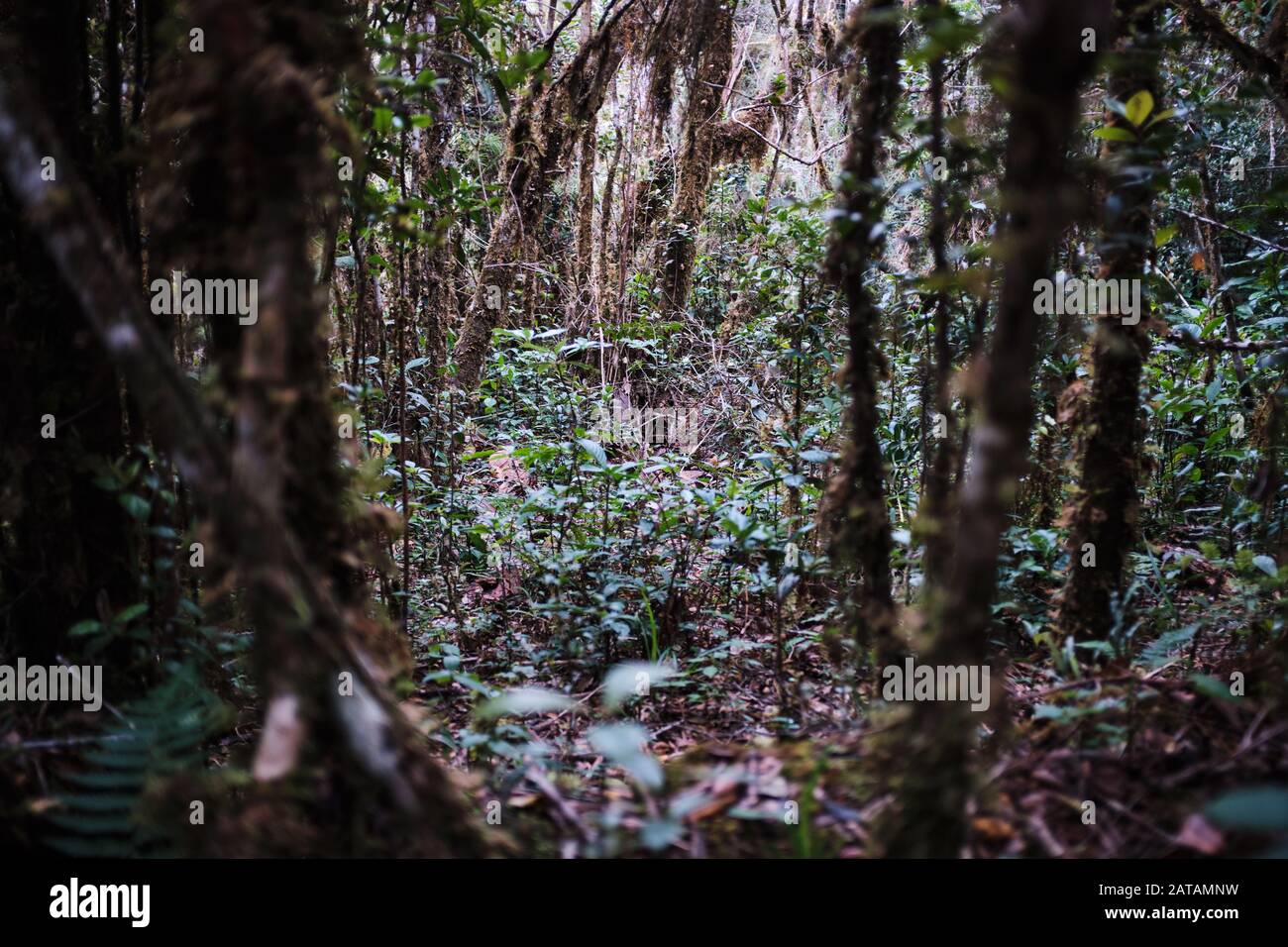 Lush vegetation in Hortons Plains national park, Sri Lanka Stock Photo