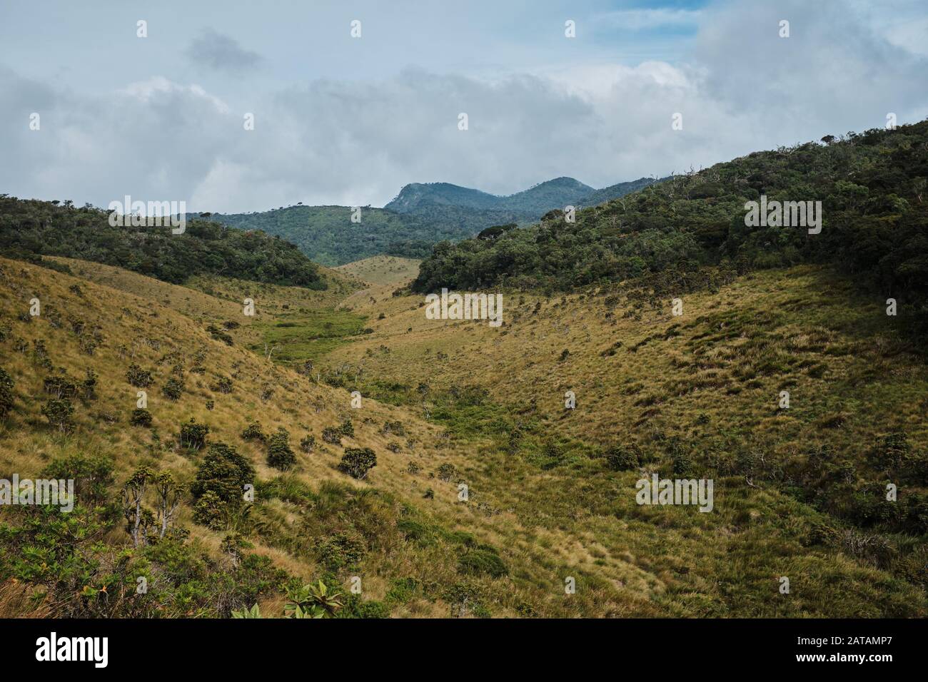 Lush vegetation in Hortons Plains national park, Sri Lanka Stock Photo
