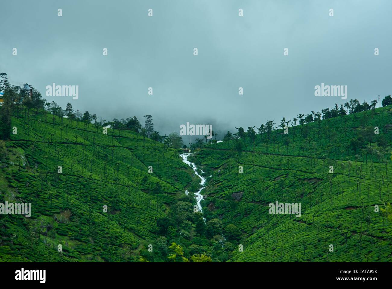 Munnar Tea Plantation Landscape , Kerala, India Stock Photo